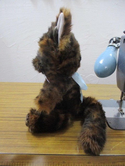 チャリティーにゃんこ 保護猫ティディ エミ♀