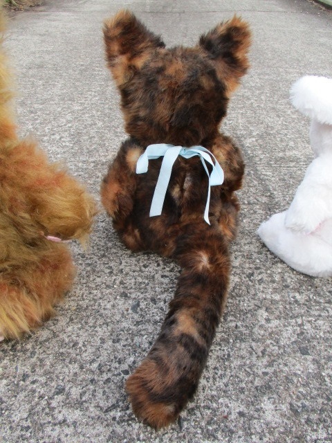 チャリティーにゃんこ 保護猫ティディ エミ♀