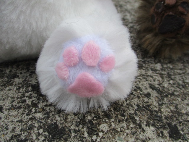 チャリティーにゃんこ 保護猫ティディ ぶう♂