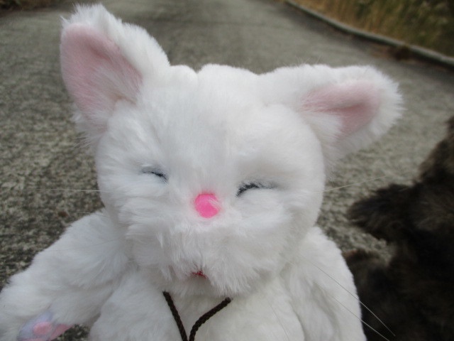 チャリティーにゃんこ 保護猫ティディ ぶう♂