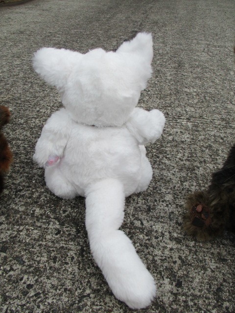 チャリティーにゃんこ 保護猫ティディ ぶう♂