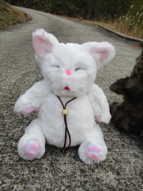 チャリティーにゃんこ 保護猫ティディ ぶう♂