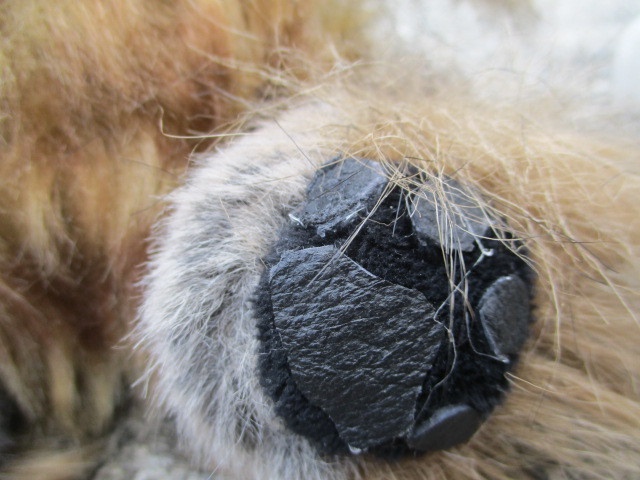 チャリティーにゃんこ 保護猫ティディ みくに♀