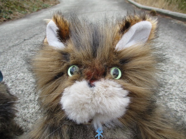 チャリティーにゃんこ 保護猫ティディ みくに♀