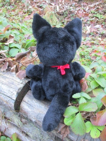 チャリティーにゃんこ 保護猫ティディ ノワール♂ 売約済み