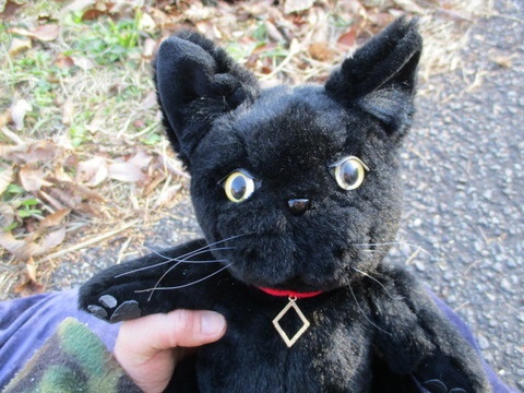 チャリティーにゃんこ 保護猫ティディ ノワール♂ 売約済み