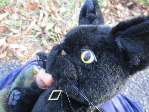 チャリティーにゃんこ 保護猫ティディ ノワール♂ 売約済み