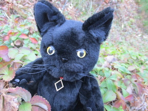 チャリティーにゃんこ 保護猫ティディ ノワール♂ 売約済み