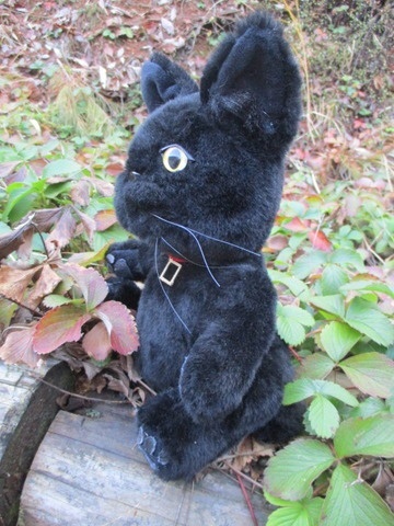 チャリティーにゃんこ 保護猫ティディ ノワール♂ 売約済み