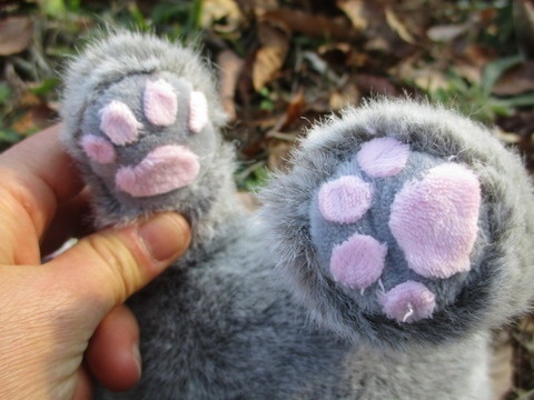 チャリティーにゃんこ 保護猫ティディ アリス♀ 売り切れました