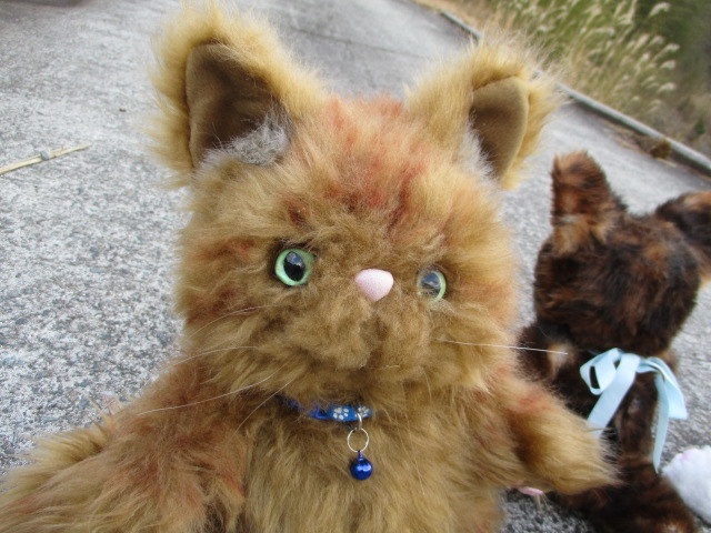 チャリティーにゃんこ 保護猫ティディ ヒカル♂ 売約済