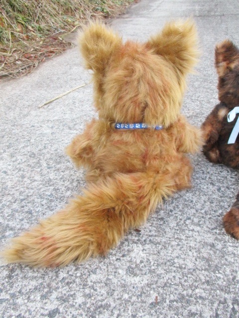 チャリティーにゃんこ 保護猫ティディ ヒカル♂ 売約済