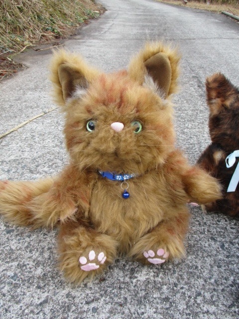 チャリティーにゃんこ 保護猫ティディ ヒカル♂ 売約済