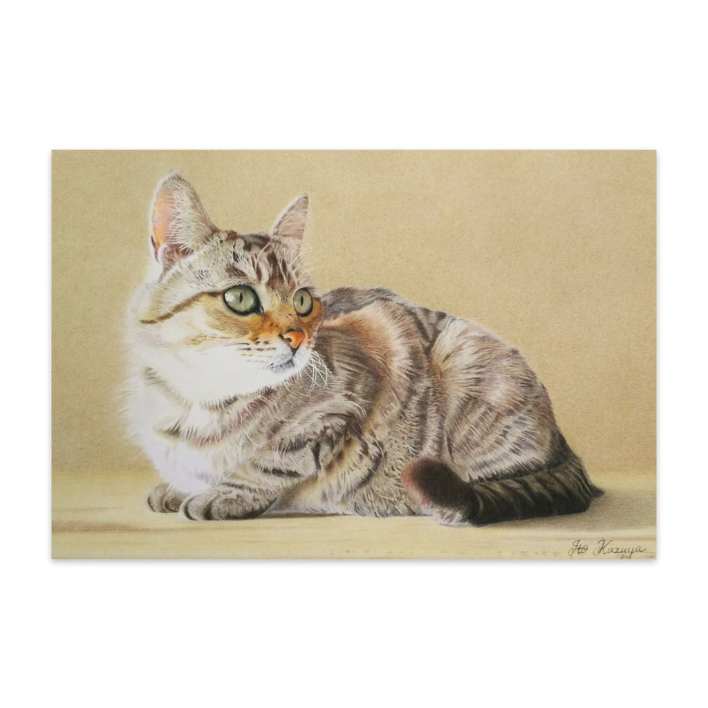 色鉛筆で描いた猫 NO.1