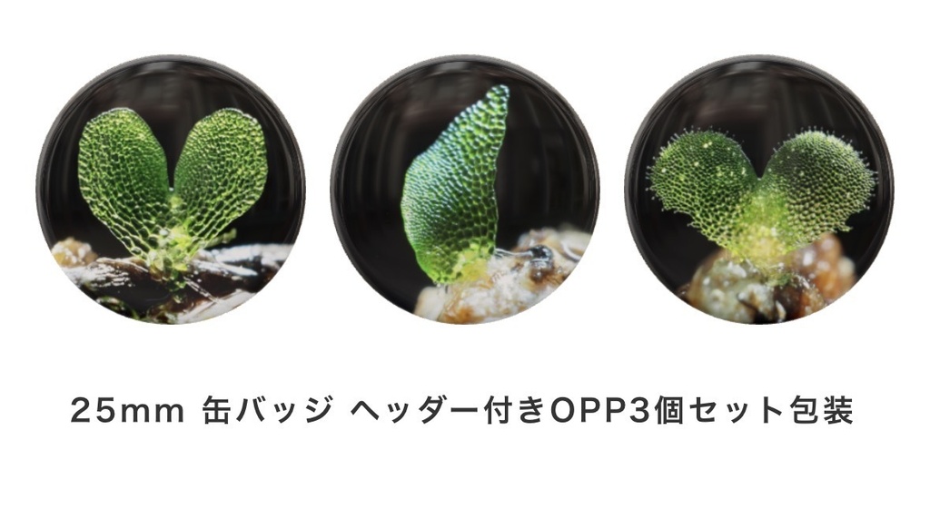 シダの前葉体カンバッジ(3個セット)
