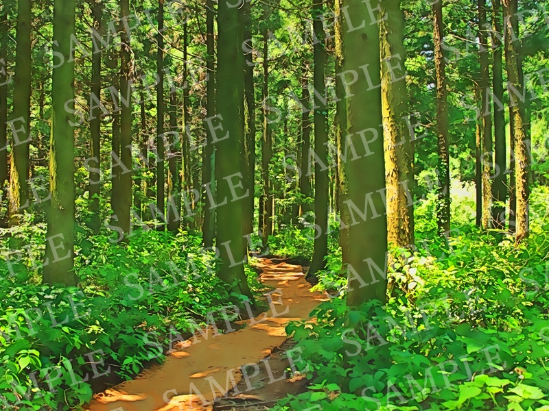 背景イラスト素材【森①】