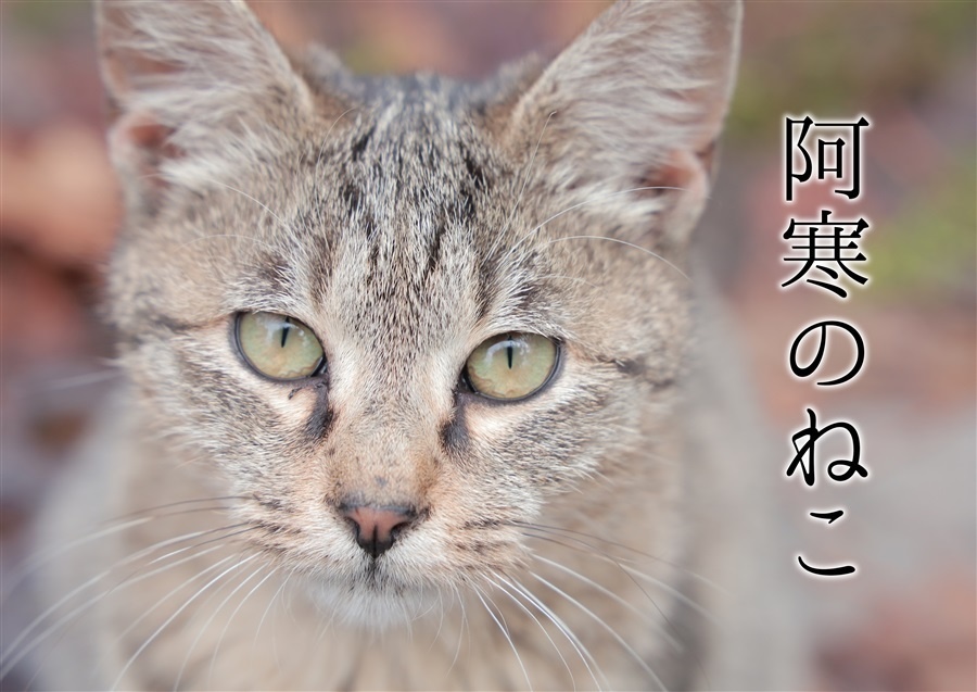 阿寒のねこ