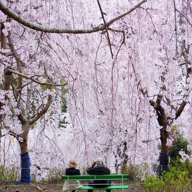 街角の記憶　－桜の下で－