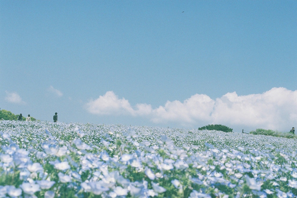 とある冒険者の記録 ー空に浮かぶ花畑ー