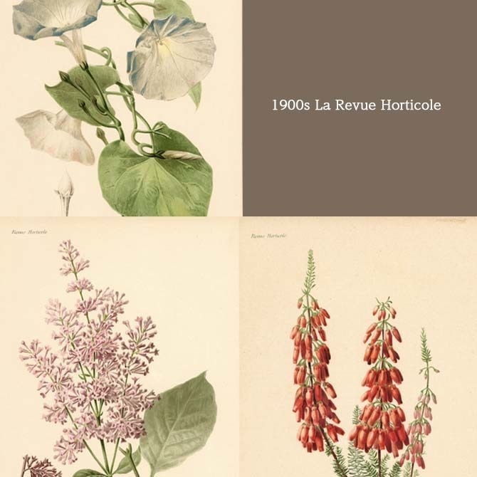 1900s La Revue Horticole (オルティコル) リトグラフ 植物画データ 11枚セット