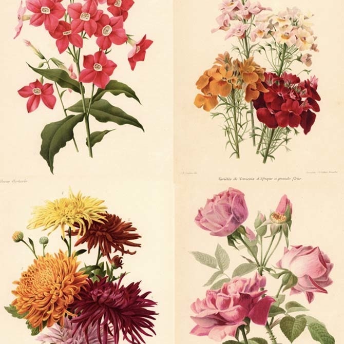 1900s La Revue Horticole (オルティコル) リトグラフ 植物画データ 11枚セット