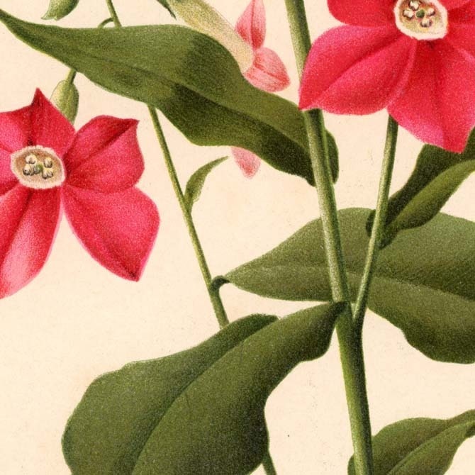 1900s La Revue Horticole (オルティコル) リトグラフ 植物画データ 11枚セット