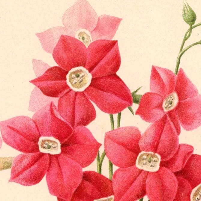 1900s La Revue Horticole (オルティコル) リトグラフ 植物画データ 11枚セット