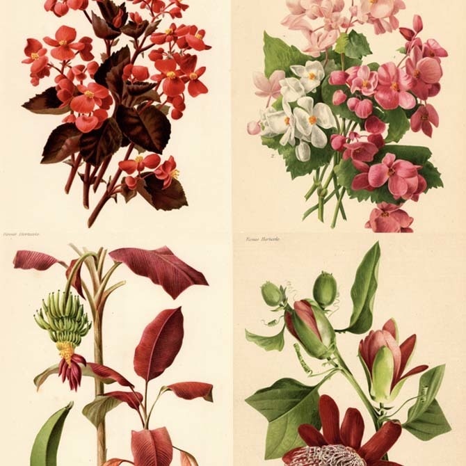 1900s La Revue Horticole (オルティコル) リトグラフ 植物画データ 11枚セット