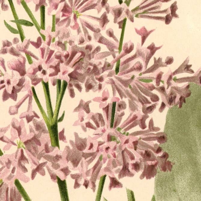 1900s La Revue Horticole (オルティコル) リトグラフ 植物画データ 11枚セット