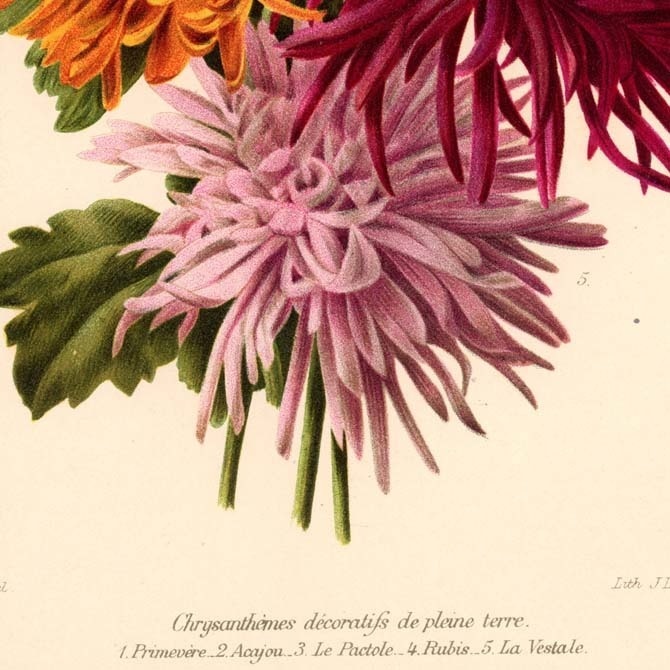 1900s La Revue Horticole (オルティコル) リトグラフ 植物画データ 11枚セット