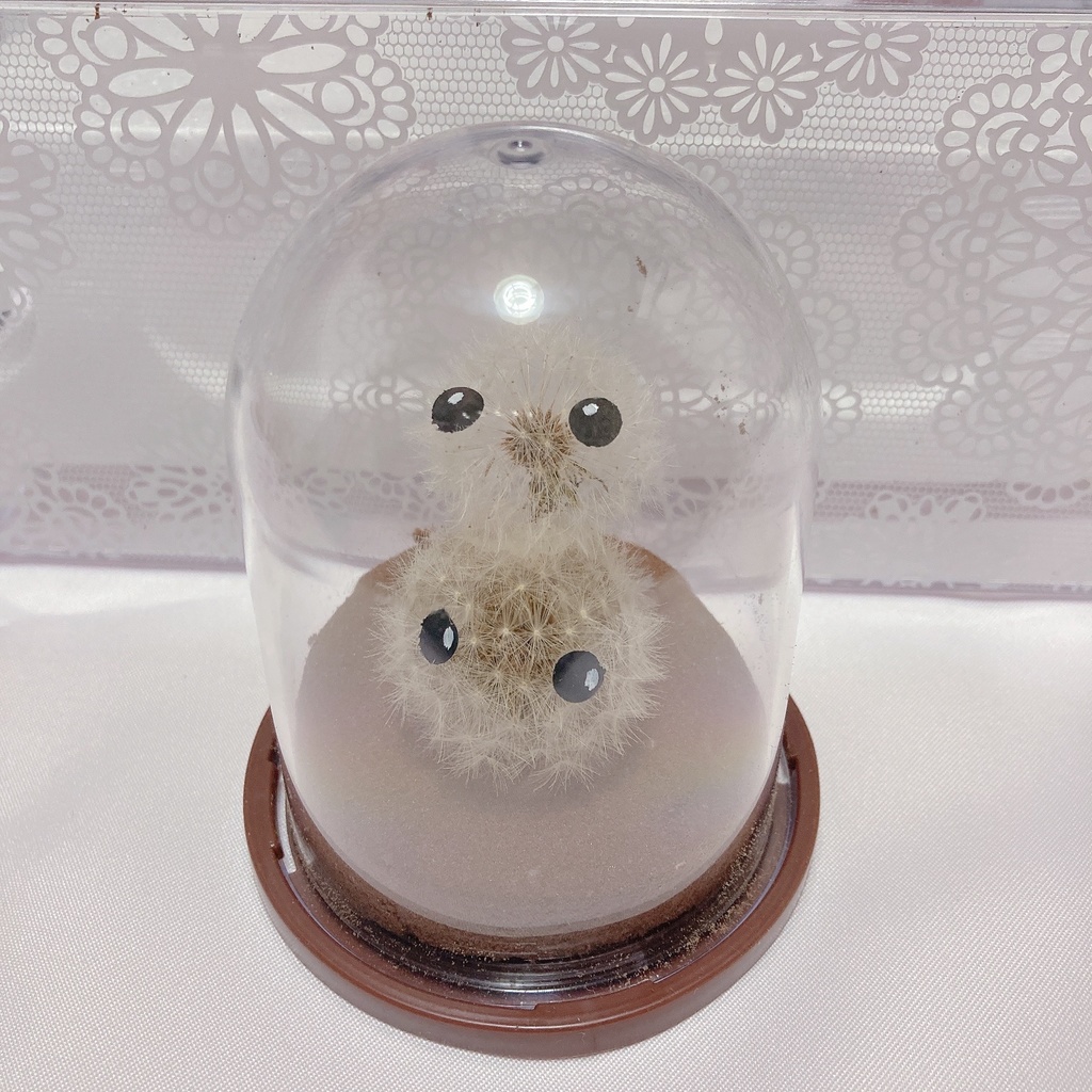 本物のたんぽぽ!綿毛の妖精「パサラ」