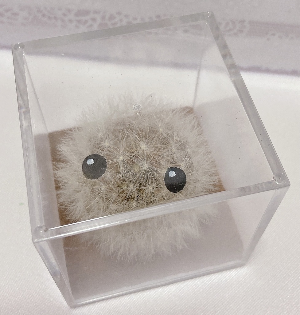 本物のたんぽぽ!綿毛の妖精「パサラ」