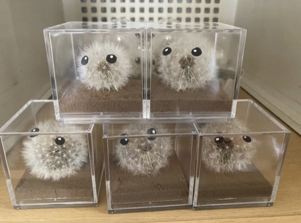 本物のたんぽぽ!綿毛の妖精「パサラ」