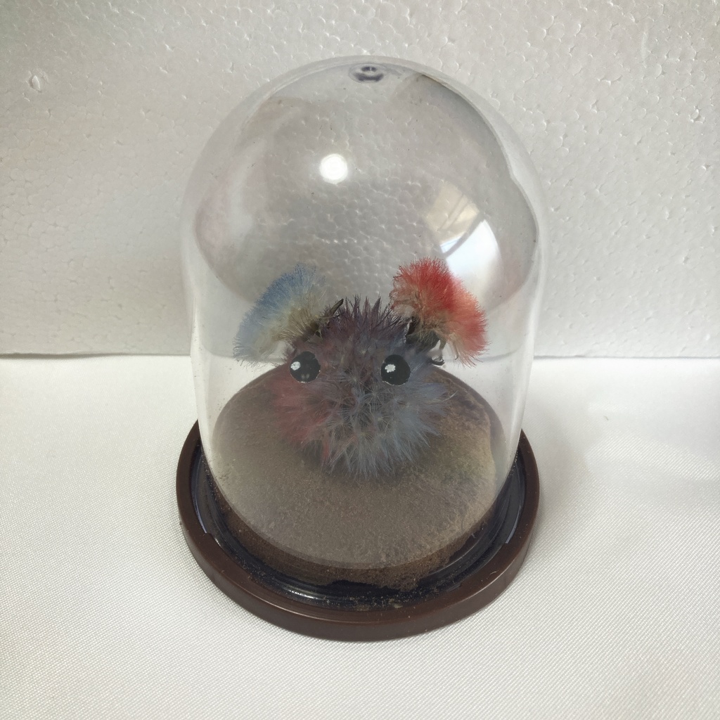 本物のたんぽぽ!綿毛の妖精「パサラ」