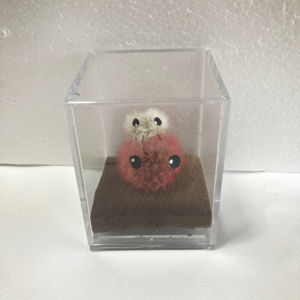 本物のたんぽぽ!綿毛の妖精「パサラ」