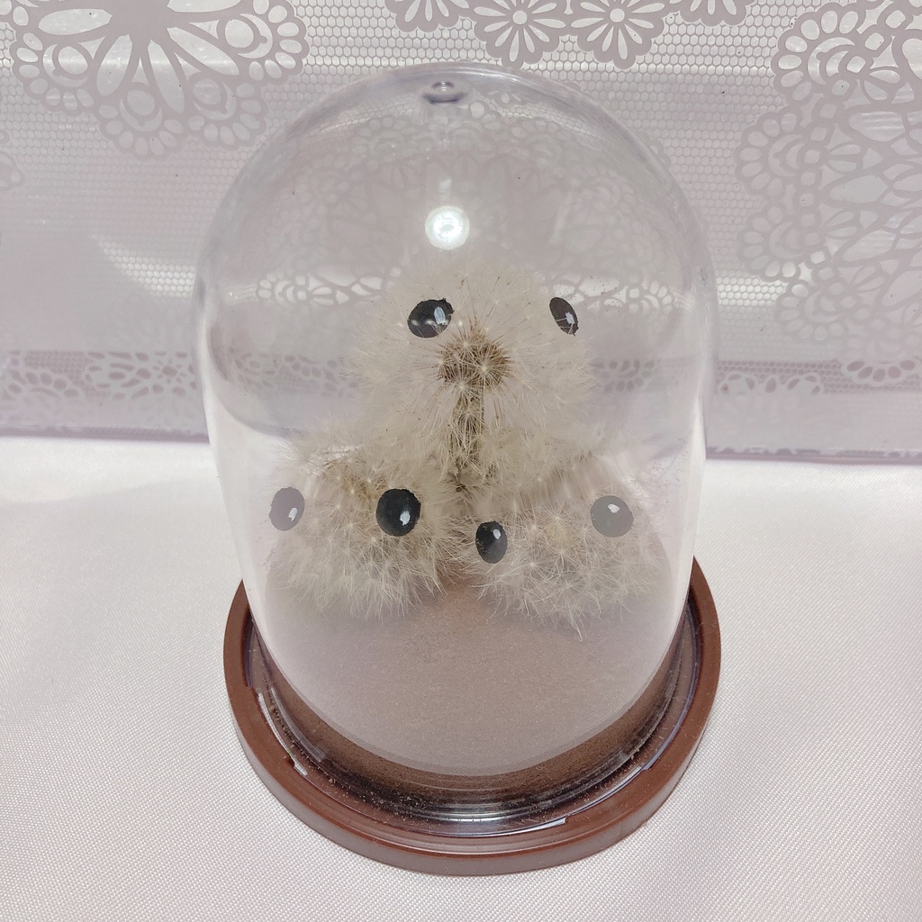 本物のたんぽぽ!綿毛の妖精「パサラ」