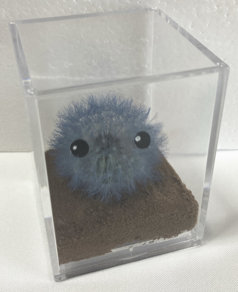 本物のたんぽぽ!綿毛の妖精「パサラ」