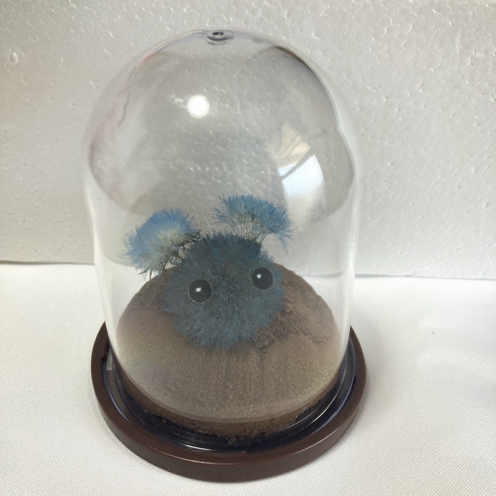 本物のたんぽぽ!綿毛の妖精「パサラ」