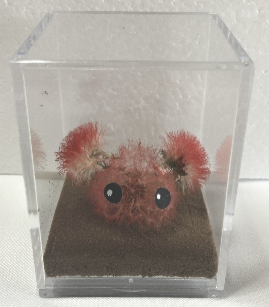 本物のたんぽぽ!綿毛の妖精「パサラ」