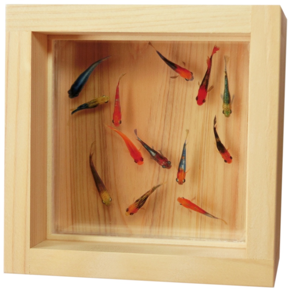 樹脂金魚 3D金魚 癒しのめだかアート「輝」【プレゼント付き】還暦祝い 誕生日 【こだわりと安心の純日本製】