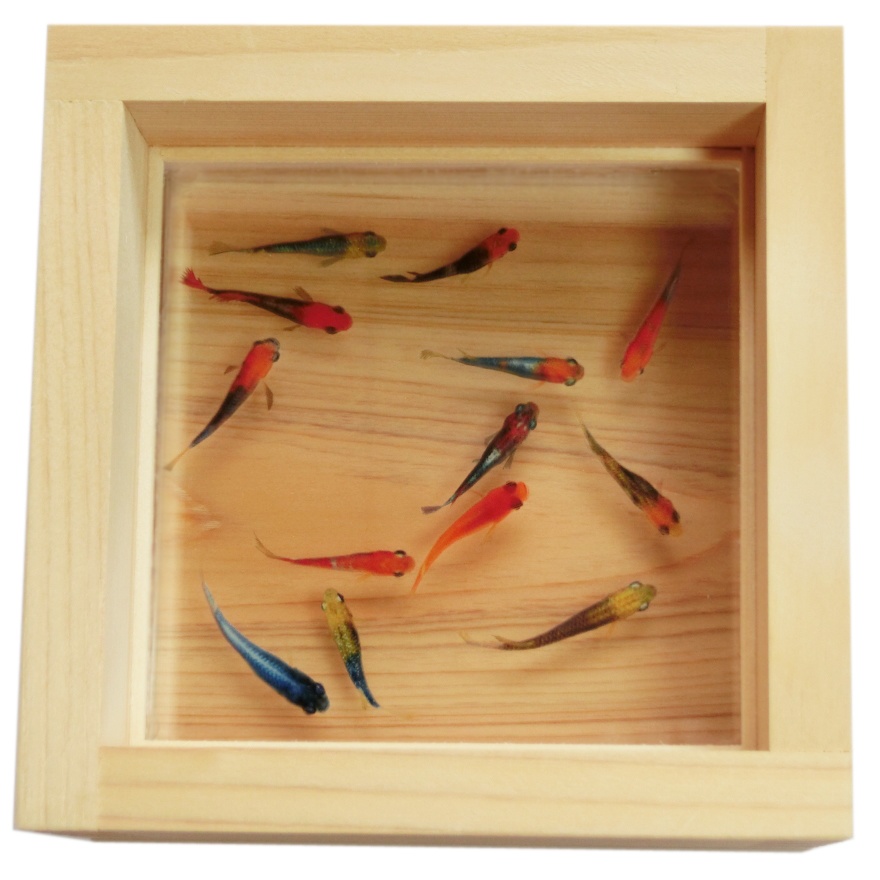 樹脂金魚 3D金魚 癒しのめだかアート「輝」【プレゼント付き】還暦祝い 誕生日 【こだわりと安心の純日本製】