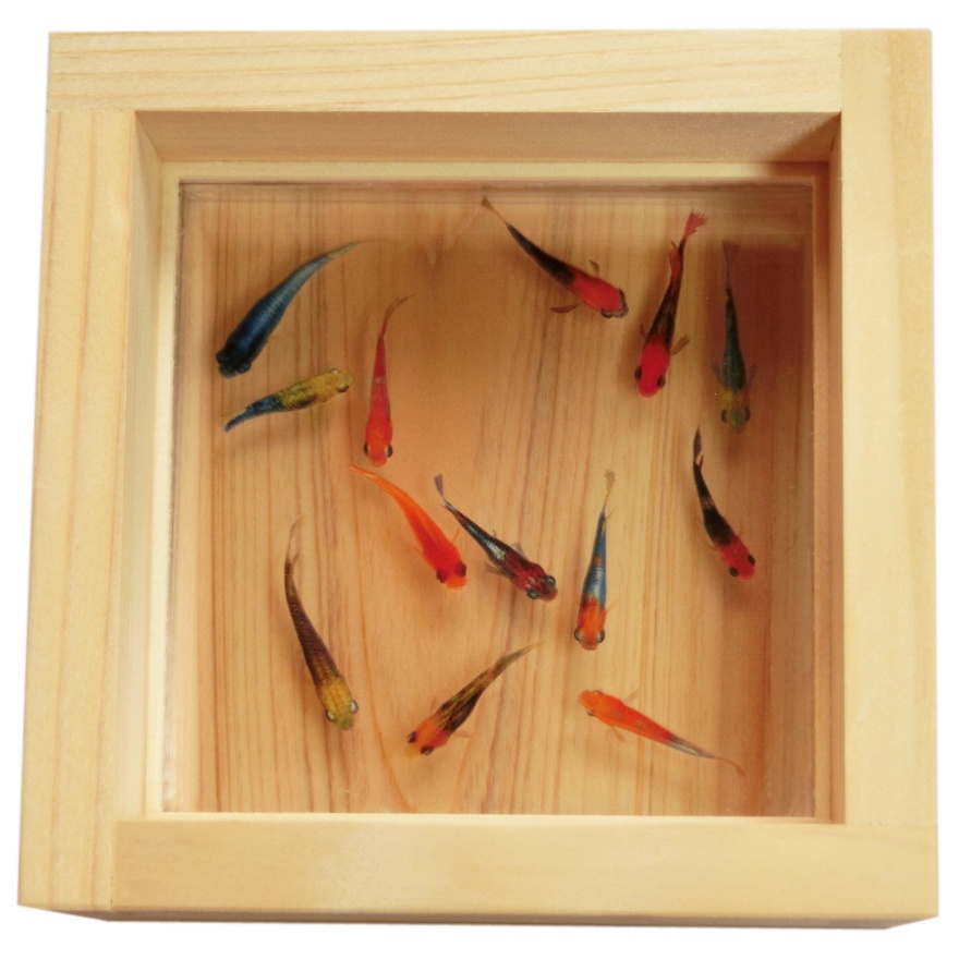 樹脂金魚 3D金魚 癒しのめだかアート「輝」【プレゼント付き】還暦祝い 誕生日 【こだわりと安心の純日本製】