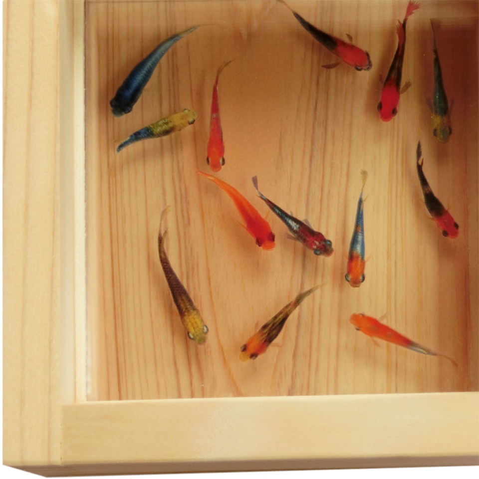 金魚アート 「寿/もみじ×緑」 樹脂 樹脂金魚 3D金魚 贈り物 ギフト 還暦