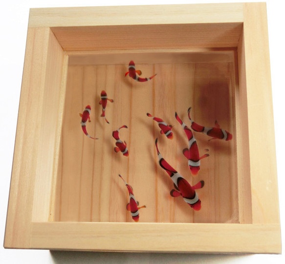 アクリルアート 3D金魚 「結」 【プレゼント付き】 還暦祝い 長寿 縁起物【こだわりと安心の純日本製】