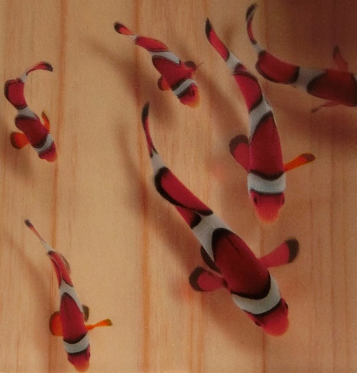 アクリルアート 3D金魚 「結」 【プレゼント付き】 還暦祝い 長寿 縁起物【こだわりと安心の純日本製】 