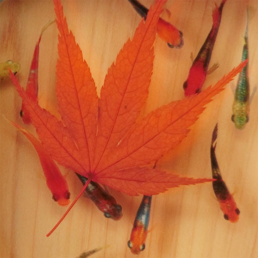 数量限定 癒し めだか アート 輝/もみじ 赤 紅葉 還暦 誕生日 結婚 プレゼント 金魚 魚 生き物 動物 男性 女性 贈り物