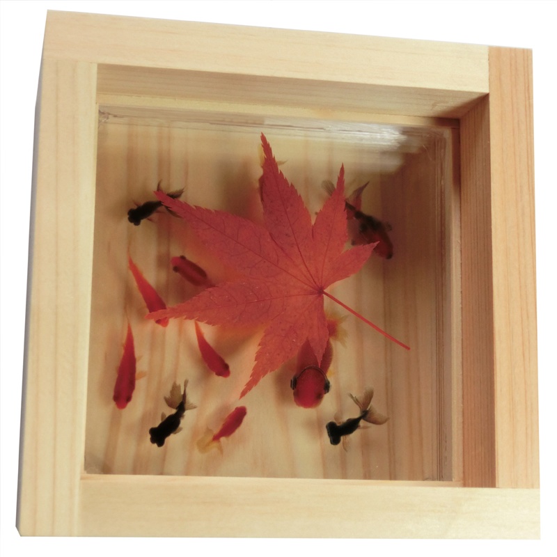 金魚 ひのきアート 3D金魚 「楽もみじ」紅葉 還暦 誕生日 結婚 男性 女性 プレゼント ギフト 贈り物