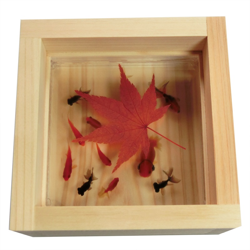 金魚 ひのきアート 3D金魚 「楽もみじ」紅葉 還暦 誕生日 結婚 男性 女性 プレゼント ギフト 贈り物