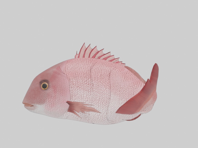 【3Dモデル】鯛