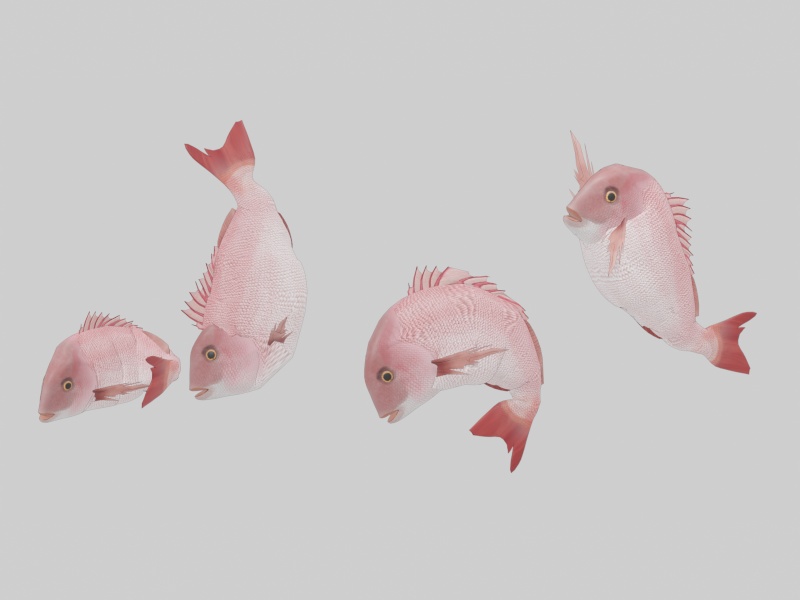 【3Dモデル】鯛
